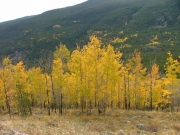 aspens_part_1