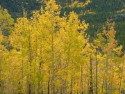 aspens_part_2