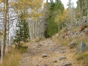aspens_part_3