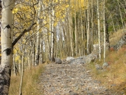 aspens_part_4