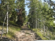 roger_through_the_trees