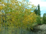 aspens
