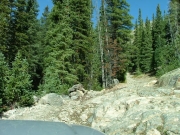 old_tippy_tree