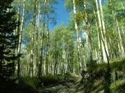 tall_aspens