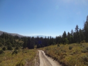 trees