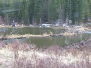 beaver_ponds_part_1