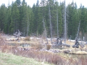 beaver_ponds_part_2