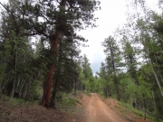 pines