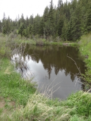 pond