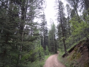 tall_trees