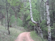 weird_tree