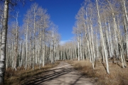 aspens_part_1