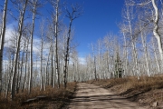 aspens_part_2
