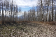 aspens_part_3