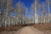aspens_part_4