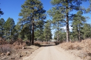 between_trees