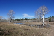 cattle_pond