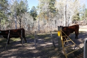 cows