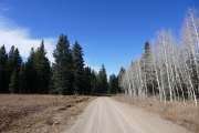 pines_and_aspens