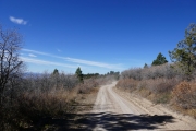 scrub_oak