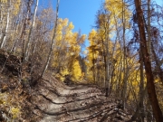climbing_through_aspens