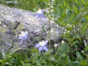 columbines