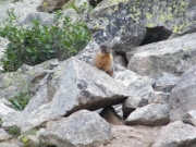 marmot