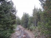 after_the_clearing