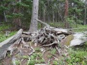 old_tree