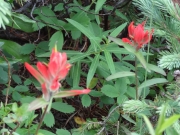red_flowers