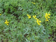 yellow_flowers