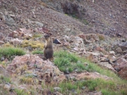 marmot