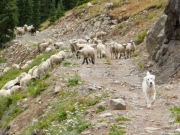 sheep_part_2