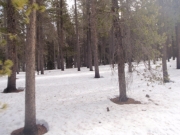 snow_and_trees