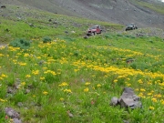 jeeps_in_wildflowers