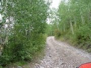 through_the_aspens