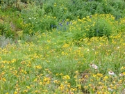 wildflowers