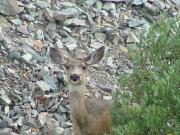 deer_part_1