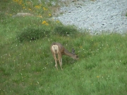 deer_part_2