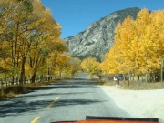 aspens