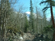 leafless_aspens