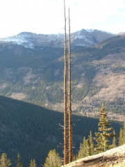 weird_trees