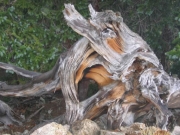 dead_tree