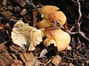 mushrooms