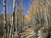 aspens
