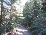 in_trees