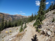 into_the_trees