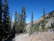sparse_trees