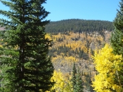 yellow_and_green