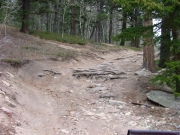 tree_roots